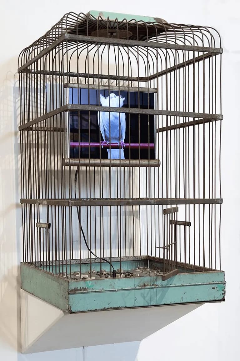 Troy Abbott, Aqua